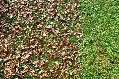 Leaf Removal And Fall Cleanup