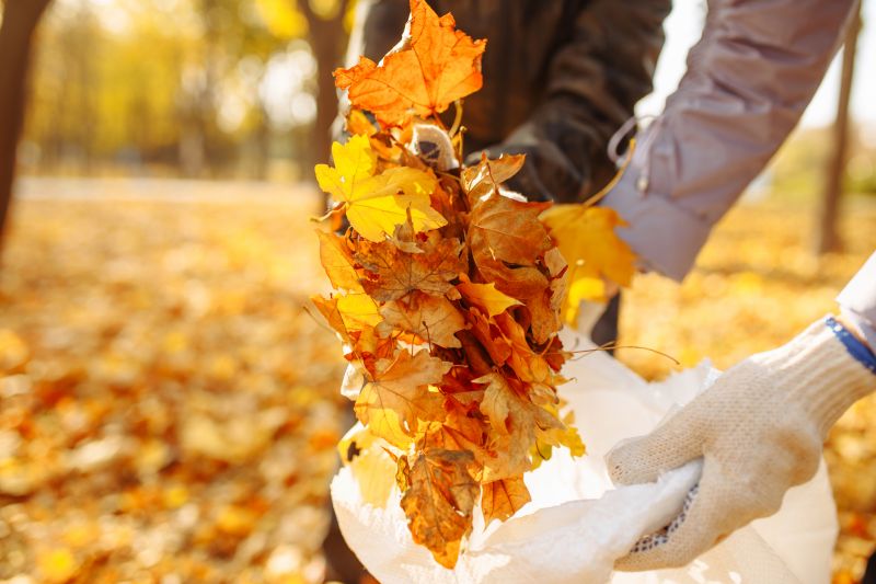 Leaf Removal And Fall Cleanup